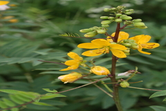 Senna sophera